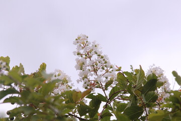 white tropical flower