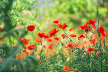 very beautiful red poppies. red poppies with blurred background. wildflowers. spring flowers. red flower in the wind. the wind sways the petals.