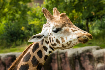 Girafe