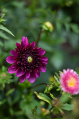 beautiful colorful dahlia flowers in the garden