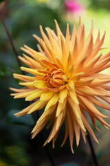 beautiful colorful dahlia flowers in the garden