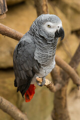 Perroquet gris du Gabon