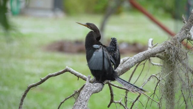 A big anhinga bird resting on tree branch in Florida wetlands