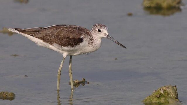 Common Greenshank feeding at Arad, Bahrain 