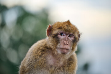 portrait of a macaque monkey on Gibraltar