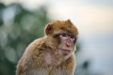 portrait of a macaque monkey at Gibraltar