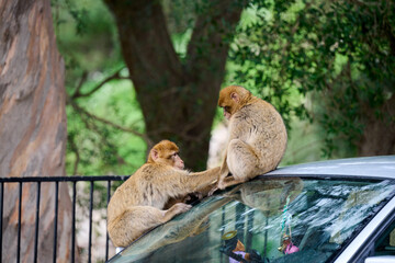 Monkeys playing on top of car at Gibraltar