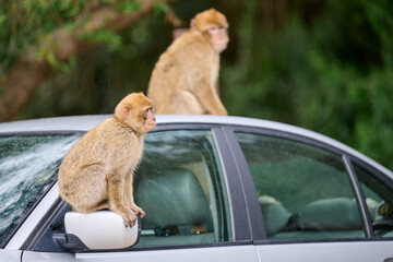 Monkeys playing on top of car at Gibraltar