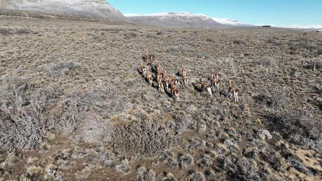 Wild Guanacos At El Calafate In Santa Cruz Argentina. Safari Patagonia. Wild Animals. Santa Cruz Argentina. Guanacos Wild Life. Wild Guanacos At El Calafate In Santa Cruz Argentina.