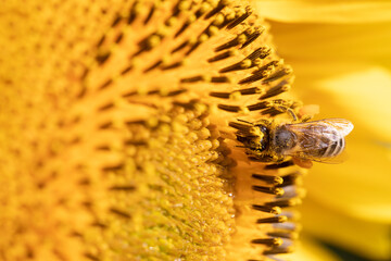 Bee's Delightful Pause: Medoza Bee on Sunflower's Blooming Stage