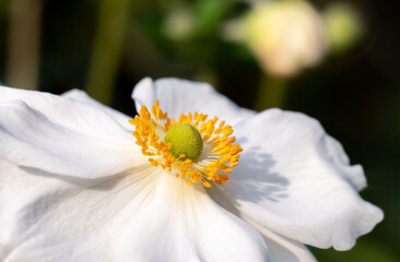 Obraz premium Anemone flower macro. White Japanese anemone close-up in the rays of the sunset on a dark green background
