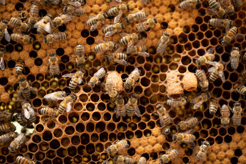 Captivating Bee Royalty: Queen Bees Enthrall on Honeycomb Cells