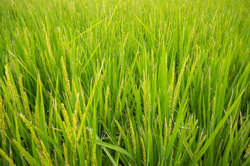 Fototapeta na wymiar Paddy rice field in countryside