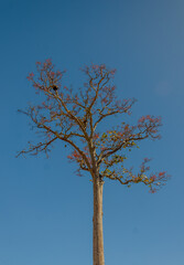 Tree with blue sky