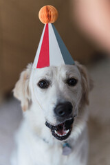 Perro de raza golden retriver con gorrito de papel de cumplea&ntilde;os posando en el salon de casa