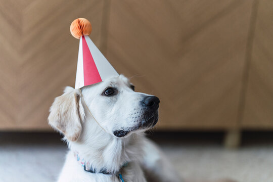 Perro de raza golden retriver con gorrito de papel de cumplea&ntilde;os posando en el salon de casa