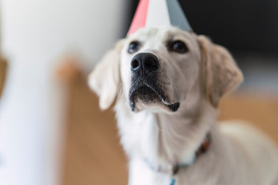Perro de raza golden retriver con gorrito de papel de cumpleaños posando en el salon de casa