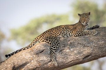 Leopard relaxing in the shade of a tree in Savute, Botswana.