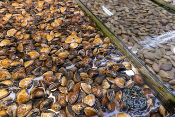 Selling fresh clam in wet market