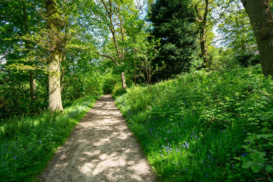 Fairhaven Woodland & Water Garden. Walkway through English country garden. Woodland pathway to explore the lush green Fairfield woodlands, a travel destination in Norfolk Britain.