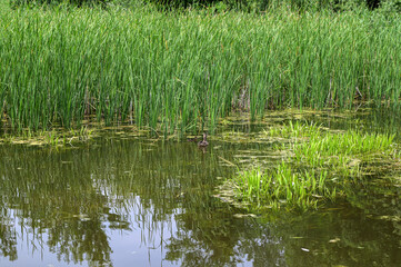 Mallard ducks with hatched ducklings in reeds, breeding season in wild ducks in spring