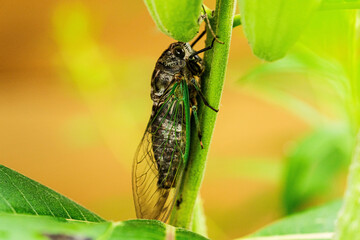 Cicada on a Milkweed
