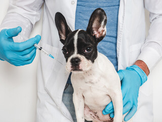 Veterinarian makes a vaccination to an adorable puppy. Close-up, white isolated background. Studio...