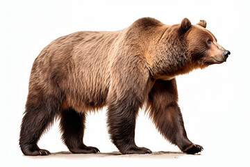 Fototapeta premium Bear isolated on a white background walking. Animal side view portrait.