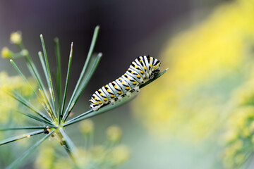 Black Swallowtail Caterpillar