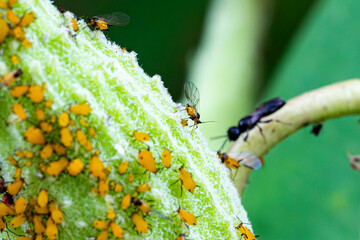 A Winged Oleander Aphid on a Milkweed with an Ant in the Background.