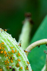 Winged Oleander Aphids on a Milkweed