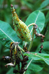 Oleander Aphids on a Milkweed