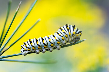 Black Swallowtail Caterpillar