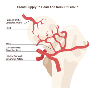 Anatomy of a healthy human hip joint. Femoral head circulation system.
