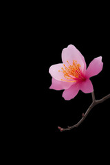 A single saffron-tinted sakura blossom