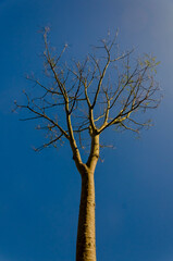 tree and sky