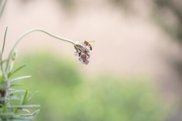 Abeja posada en flor de lavanda con fondo desenfocado