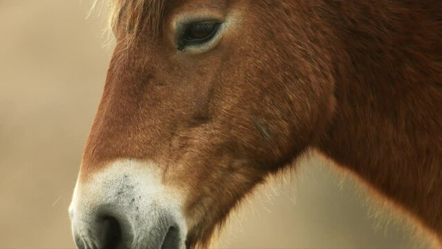 Closeup sunlit wild exmoor pony horse have rest standing in the middle of pasture in late autumn nature habitat in Milovice, Czech republic. Protected animals considered as horse ancestor