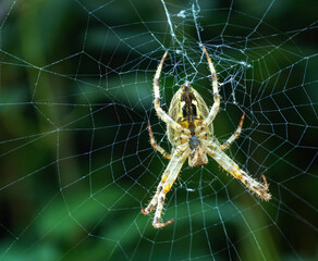 Araneus diadematus noto comunemente con la denominazione di ragno crociato, è un ragno della famiglia Araneidae.