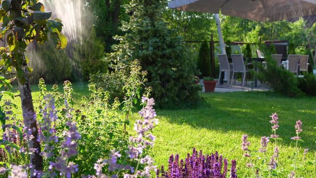 Tranquil view of sunlit blooming catnip Nepeta Racemosa growing next Garden irrigation system watering green grass. Automatic watering system spraying water in residential yard.