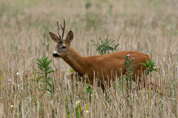 A beautiful roe deer in a golden field of grain in the breeding season