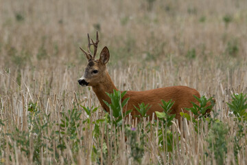 A beautiful roe deer in a golden field of grain in the breeding season