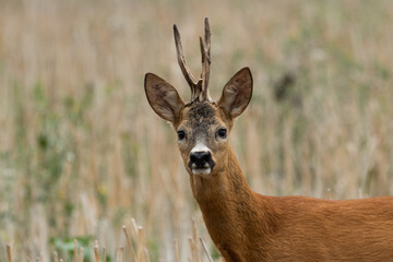 Naklejka na ściany i meble A beautiful roe deer in a golden field of grain in the breeding season