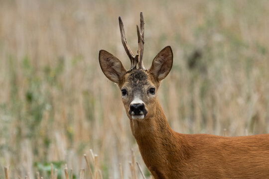A beautiful roe deer in a golden field of grain in the breeding season