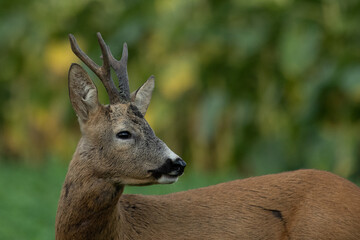 A beautiful roe deer in the green grass in the breeding season © predrag1