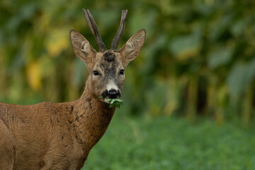 A beautiful roe deer in the green grass in the breeding season