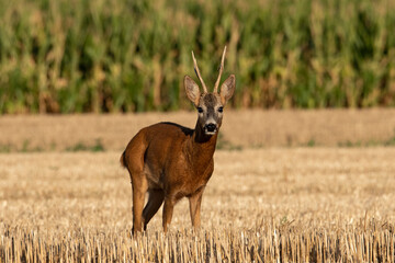A beautiful roe deer in a golden field of grain in the breeding season