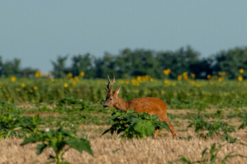 A beautiful roe deer in a golden field of grain in the breeding season