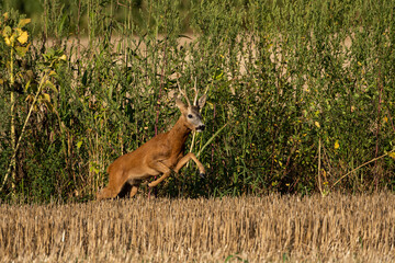 A beautiful roe deer in a golden field of grain in the breeding season