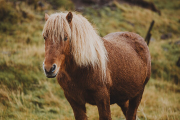 Portrait of Icelandic Horse  - 635212823